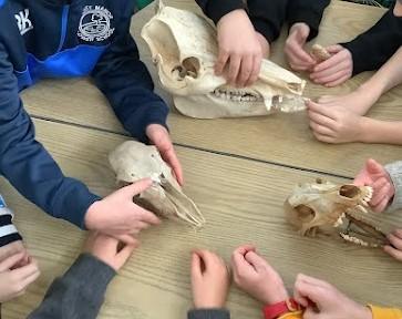 Skeletons